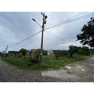 Lote-Cola De Pato