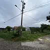 Lote-Cola De Pato