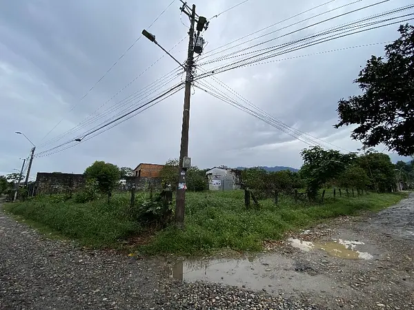 Lote-Cola De Pato