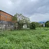 Lote-Cola De Pato