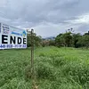 Lote-Cola De Pato