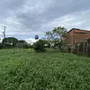 Lote-Cola De Pato