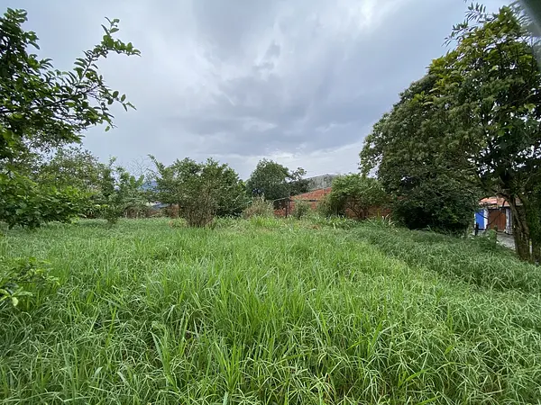 Lote-Cola De Pato