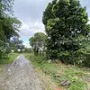 Lote-Cola De Pato