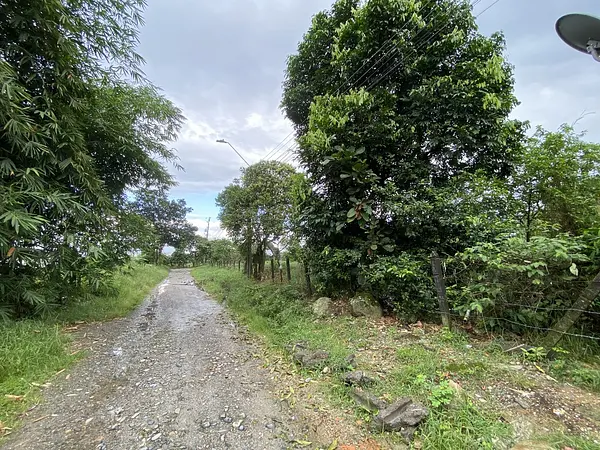 Lote-Cola De Pato
