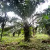 Finca Ecológica- Guacavía